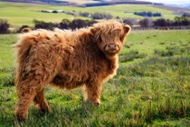 Khám phá bất ngờ giống bò có “mái tóc” dài như lãng tử 