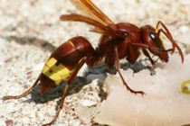 Những sự thật thú vị về ong bắp cày