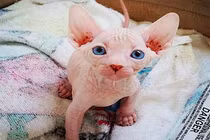 Bộ ảnh mèo Sphynx trụi lông vừa sợ vừa yêu 