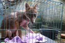 Lần đầu tiên cứu hộ chó rừng và chó sói đỏ quý hiếm tại Việt Nam