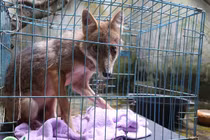 Lần đầu tiên cứu hộ chó rừng và chó sói đỏ quý hiếm tại Việt Nam