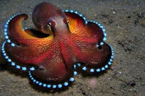 Đẹp mê hồn những sinh vật có khả năng phát sáng dưới biển