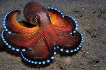 Đẹp mê hồn những sinh vật có khả năng phát sáng dưới biển