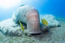 Điều ít biết về cá cúi quý hiếm có ngực giống... phụ nữ