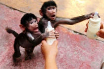 Ảnh động vật đẹp tuần qua: Khỉ con với bình sữa