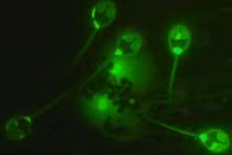 Tìm ra động vật đầu tiên sống không cần thở