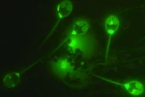 Tìm ra động vật đầu tiên sống không cần thở