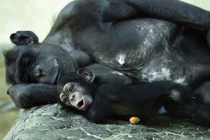 Những gia đình động vật yêu thương nhau nhất tự nhiên