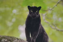 Báo đen xuất hiện ở Đồng Nai có thể là... chó