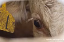 Ám ảnh ánh mắt những con bò trên đường tới lò mổ 