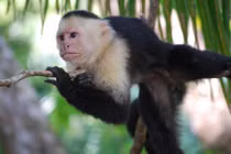 Bất ngờ với những phát hiện gây sốc về loài khỉ