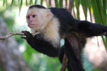 Bất ngờ với những phát hiện gây sốc về loài khỉ