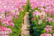 Sự thật bất ngờ về hoa túy điệp mang vẻ đẹp cực lạ