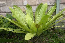 Sự thực bất ngờ cây tổ chim mọc phổ biến ở Việt Nam