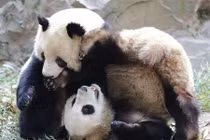 Gấu trúc song sinh Trung Quốc vờn nhau đón Noel