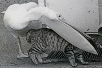 Những động vật nguy hiểm mang vẻ ngoài đáng yêu khó tin