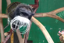 Hài hước động vật có bộ râu, ria "dê cụ"