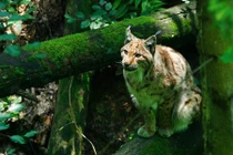 Điểm mặt sát thủ ăn thịt đáng sợ của châu Âu 