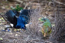 Gặp loài chim “cao thủ” về trình quyến rũ bạn tình 