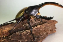 Điều kỳ thú về loài bọ mang tên lực sĩ, dài nhất thế giới 