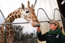 Con hươu cao cổ già nhất thế giới qua đời ở tuổi 31