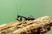 Loài vật “nửa kiến nửa bọ ngựa” cực dị của Việt Nam 