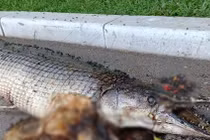 Cá sấu hoả tiễn phát hiện trong CV Thống Nhất nguy hiểm cỡ nào?