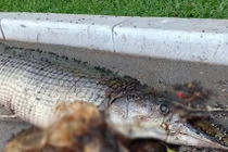 Cá sấu hoả tiễn phát hiện trong CV Thống Nhất nguy hiểm cỡ nào?