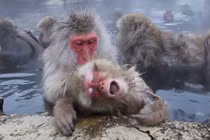 Khỉ tuyết Nhật Bản sung sướng tắm suối nước nóng