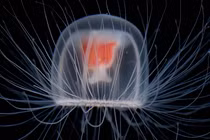 Tận mục loài động vật “cải tử hoàn sinh” độc nhất thế gian 