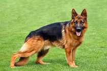 Chú chó thứ 2 trên Thế giới nhiễm Covid-19