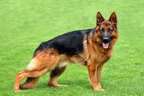 Chú chó thứ 2 trên Thế giới nhiễm Covid-19