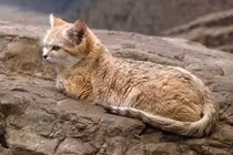 8 bí ẩn thú vị về loài mèo cát