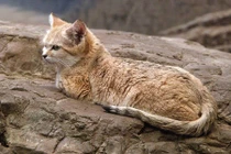 8 bí ẩn thú vị về loài mèo cát