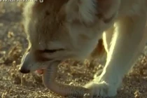 Cáo tai to châu Phi khôn ngoan hạ gục rắn độc