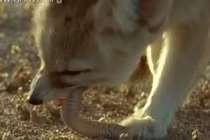 Cáo tai to châu Phi khôn ngoan hạ gục rắn độc