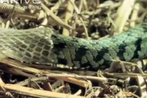 Xem rắn cỏ lột xác ngoạn mục 