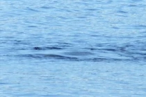 Quái vật hồ Loch Ness lại xuất hiện ở Scotland?