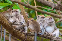 Sự thật ít biết về loài khỉ Châu Á