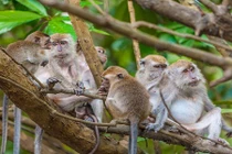 Sự thật ít biết về loài khỉ Châu Á