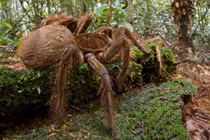 Những “kẻ khổng lồ” trong thế giới côn trùng tồn tại trên Trái Đất