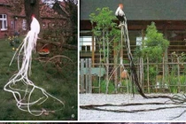 Giống gà quý tộc, quý hiếm, nhỏ mà có đuôi dài tới 7m