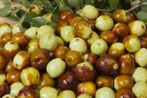 Khám phá quả táo tàu tươi đang “hot” ở Việt Nam