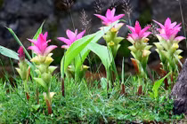 Khám phá cây nghệ đen phổ biến nhưng ít người biết ở VN