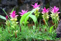 Khám phá cây nghệ đen phổ biến nhưng ít người biết ở VN