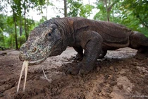 Tận mục những con rồng kinh khiếp ngoài đời thực 