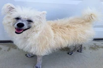 Tròn mắt xem các loài chó mà chẳng hề giống chó 