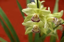 Sự thật “choáng” về loài hoa lan đắt ngang siêu xe