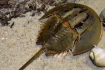 Những động vật có máu màu xanh siêu dị