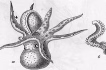 Bạch tuộc dũng cảm tự cắt “của quý” để giao phối